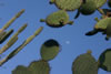 Lune et cactus. (25,211 bytes)